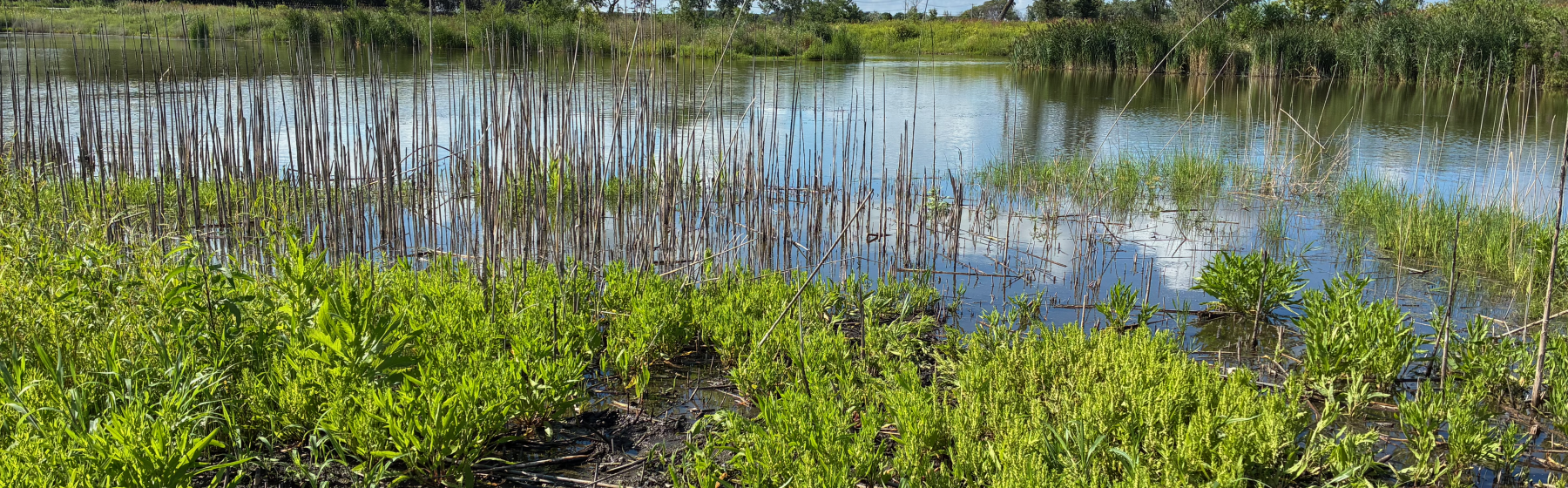 slag-affected wetland